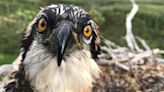 Osprey chicks to be relocated from UK to Spain amid concern over dad's hunting performance