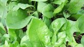 Say Bye-Bye to Limp Salad Greens by Learning How to Plant and Grow Spinach for the Most Tender, Leafy Greens