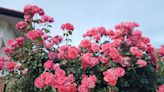 Gardeners urged to use £3 product to keep roses in bloom all summer