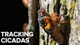 Cicada swarms emerge from the ground in Asheboro