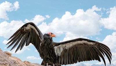 Second Endangered Condor Killed: Utah Officials on the Hunt for Poachers