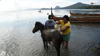 Risking lives to rescue horses in Philippine volcano 'no man's land'