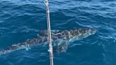 Fishing Report: Great white hookup is latest in growing list of local shark stories