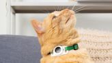 Tile creó un collar Bluetooth para saber por dónde anda tu gato