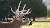 Ohio deer poachers ordered to pay more than $70K in restitution after lengthy investigation