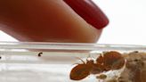 7 Pa. cities make ‘worst for bedbugs’ list