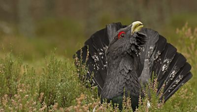 Researchers believe nest study offers lifeline to under-threat capercaillie