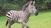 Animal control officers 'intensify' efforts to find missing zebra in North Bend, WA