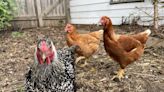 New bill would permit backyard chickens in every Wisconsin community