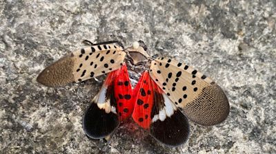 Spotted lanternfly outbreak prompts quarantine in Ohio