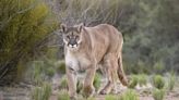 Dog Survives Mountain Lion Attack