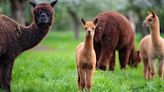 Bird Flu Spotted in Alpacas for First Time