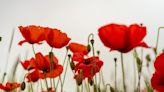 Why Are Poppies Used for Memorial Day? Here’s What They Mean