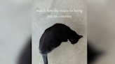 Cat has such an unusual reaction to concrete, owner decides to film it