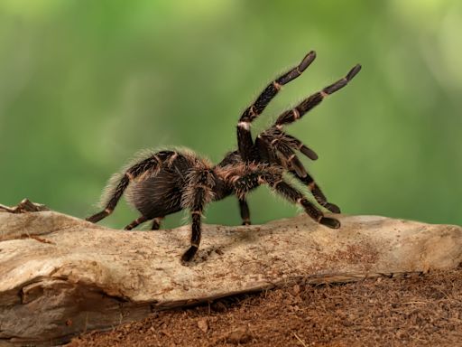 Beware of giant spiders: Thousands of tarantulas to emerge in 3 states for mating season