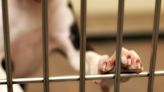 Vet and Ashton Dog Pound supervisor fined over unlawful administration of euthanasia drug