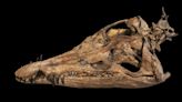 Un cráneo de pliosaurio, gran depredador del mar, se exhibe por primera vez en el Reino Unido
