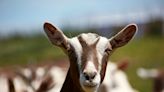 Wonder what to do this weekend? Try Goats in Pajamas at LaClare and Sledding Day in Ripon