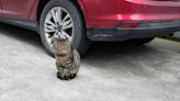 Georgia Shelter Worker Lists Cats Like Cars and Gets Amazing Surprise