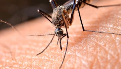 West Nile virus detected in mosquitoes for the first time this year