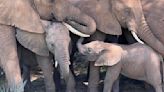 African elephants call each other by unique names, new study shows