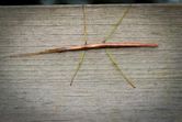 Common walkingstick