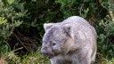 Inside the secret lives of wombats