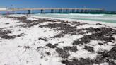 What's the brown, stinky seaweed lining area beaches? Sargassum. Why it's washing ashore.