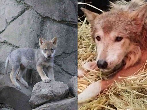 Loba de 12 años es separada de la manada en Chapultepec, ¿qué le pasó?