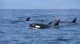 El Gobierno confirma la presencia de orcas en el Golfo de Cádiz y pide "extremar precauciones"