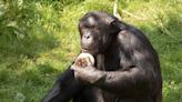 Injured chimpanzee returns to enclosure after fatal zoo fight