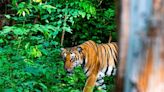 Tiger treks from Bhutan to Sikkim: Big cats’ journeys across India