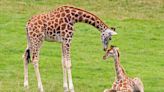 San Diego Zoo Shows Cute Video of Baby Giraffe ‘Folding’ Himself Up