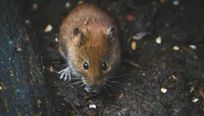 £2 tip keeps mice out of your home as weather causes 'population boom'