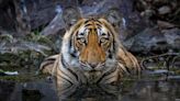 Save The Tiger: A Dream Of Photographer & Conservationist Priyanka Agarwal