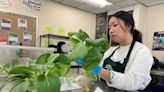 At Milwaukee Vincent High School, hydroponics are growing on students