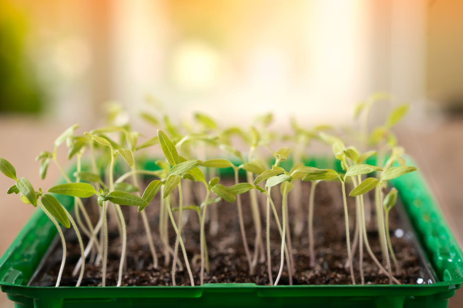 How to Fix Leggy Seedlings to Encourage Strong, Healthy Plant Growth