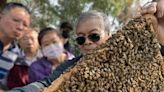 龍眼花不開花影響蜂蜜產量 農業博士籲兼顧生態平衡生產花蜜