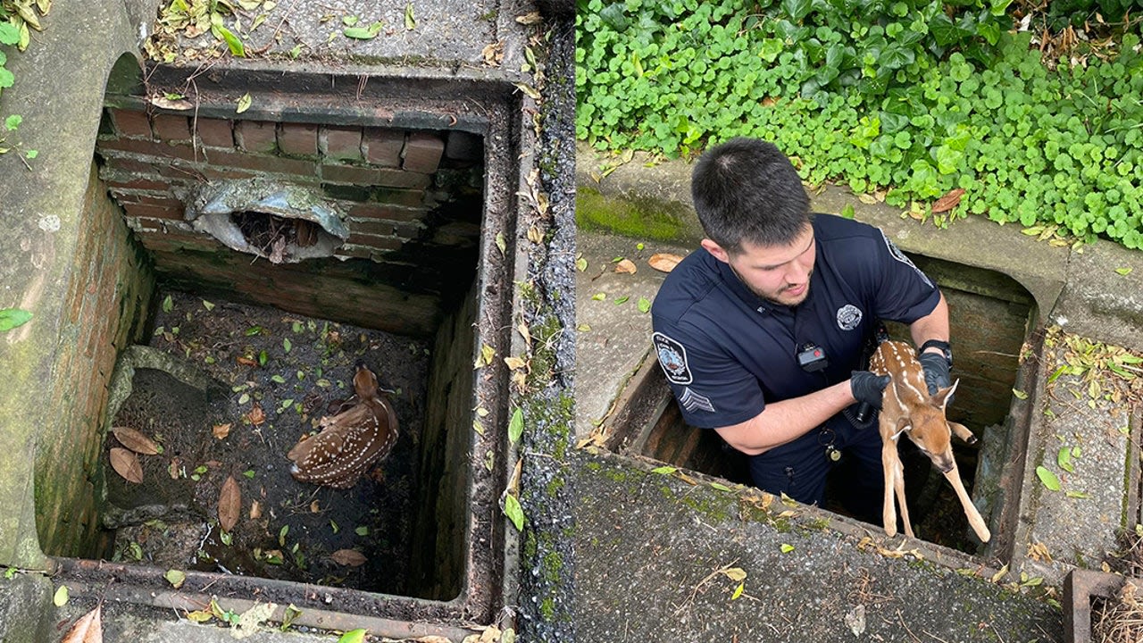 Rome police rescue baby fawn trapped in storm drain