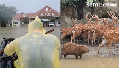 暴雨潰堤！頑皮世界成「汪洋島國」保育員滑竹筏餵食...水豚超淡定