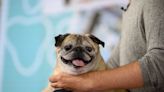 TikTok star Noodle the Pug, who determined whether the day would be a 'bones' or 'no bones' day, dies at age 14