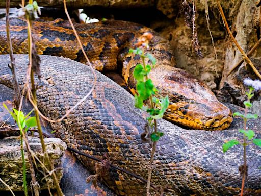 Hallan el cuerpo de una mujer en el estómago de una pitón en Indonesia