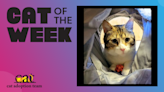 Cat Of The Week: Luther (Adopt Me) | Z100 Portland | Maui