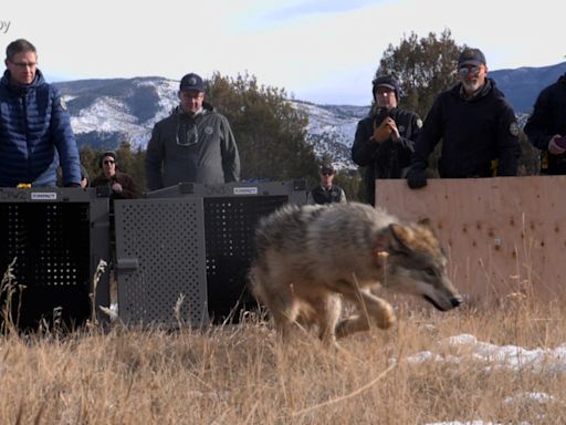 Second Colorado released wolf dies in less than a week, wildlife officials confirm