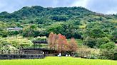 金黃魯冰花海落羽松同賞！免費順遊樟樹步道山巒美景