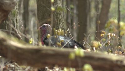 What to do if you find a missing person while turkey hunting