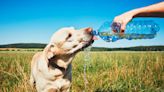 Cómo cuidar a su mascota de las altas temperaturas