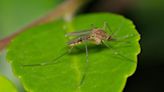 West Nile virus found in mosquitoes in Pittsburgh's Garfield neighborhood