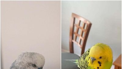Parakeets' Fates up in the Air as Owners -- or Adopters -- Are Sought