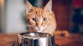 Study: You're Likely Not Cleaning Your Pet's Bowls Enough — Vet Explains Why It Matters, Especially If You Feed Them This...